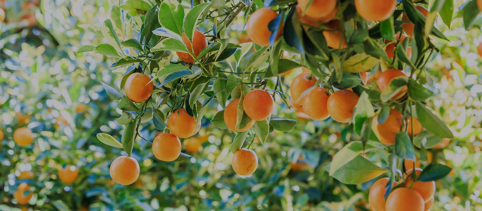 Árboles frutales en La Bañeza con Viveros Lombó